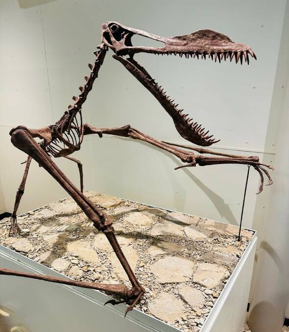 A Model within the Pterosaur Exhibit at Kronosaurus Korner at Richmond. Picture supplied