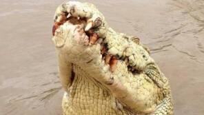 Whitey apparently confirmed: An example of an albino crocodile which is not confirmed to be Whitey himself. Photo: contributed. 