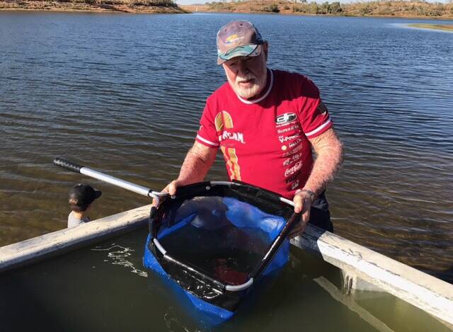 THE TRANSPORTER: Peter Bacon releases some of the barramundi fingerlings grown in the Mount Isa Fish Stocking Group hatchery. Photo: Supplied.