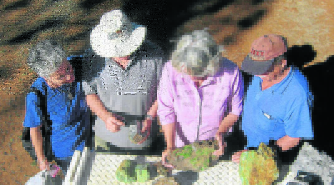 INTERESTED: Queensland Mineralogical Society visitors Geoff and Bev Mortensen, Denise and Peter Whitehead examine rare minerals at the 2013 Rockhana. 