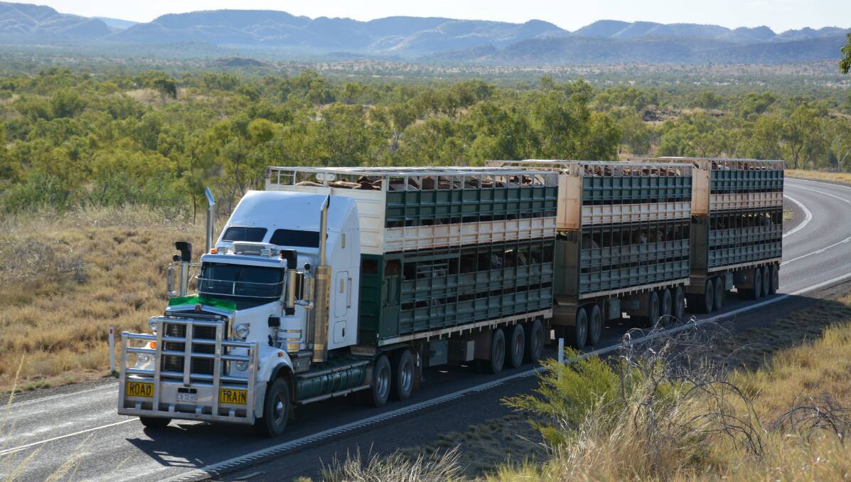 A road train transports cattle on the Barkly Highway between Mount Isa and Cloncurry. It's approximately 700 kilometres (as the crow flies) from the eastern border of its proposed electorate of Traeger. Photo: Chris Burns. 