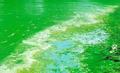 An example of blue green algae similar to that which might be found in Clear Water Lagoon.