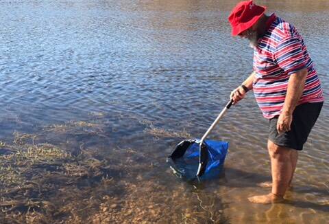 MOMENT OF RELEASE: Steve Farnsworth releases some of the barramundi fingerlings into the water. Photo: Supplied.
