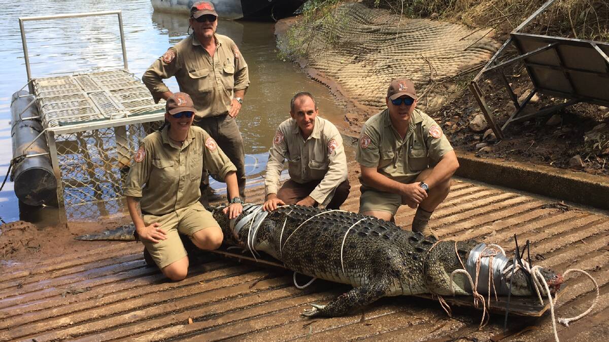 SNAPPED UP: A 3.7m saltwater crocodile was trapped in the First Gorge on February 17. Picture: Parks NT.