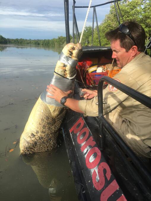 BIG ONE: The 4.2 metre croc from Southport. Picture: NT Government.