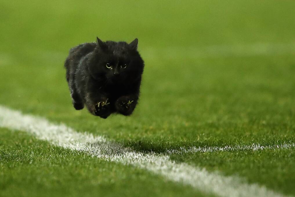 Residents may want to avoid black cats on Friday the 13th. This feline was spotted during a  NRL match between the Penrith Panthers and the Cronulla Sharks in 2016. Picture: Cameron Spencer/Getty Images