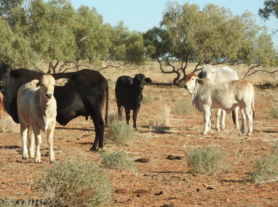 Free range: Some of the mixed sex weaners from Mudgeacca at Boulia that will be offered next week at Blackall's first organic cattle sale. Photo supplied.