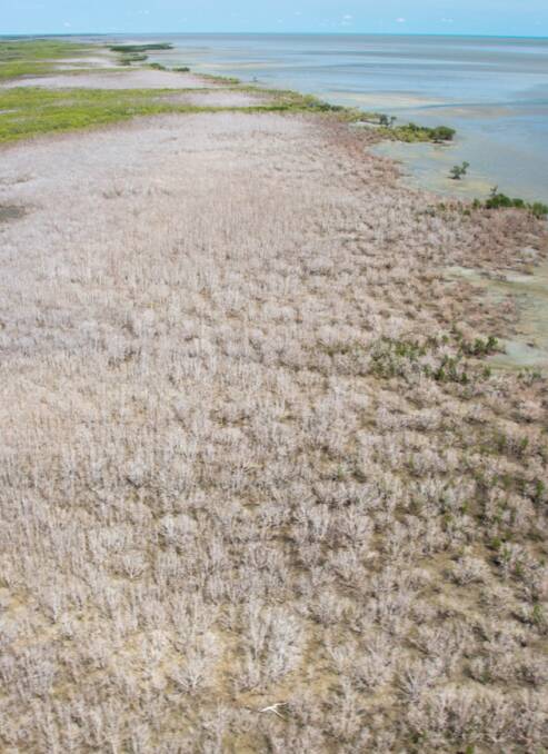 "unprecedented" mangrove dieback