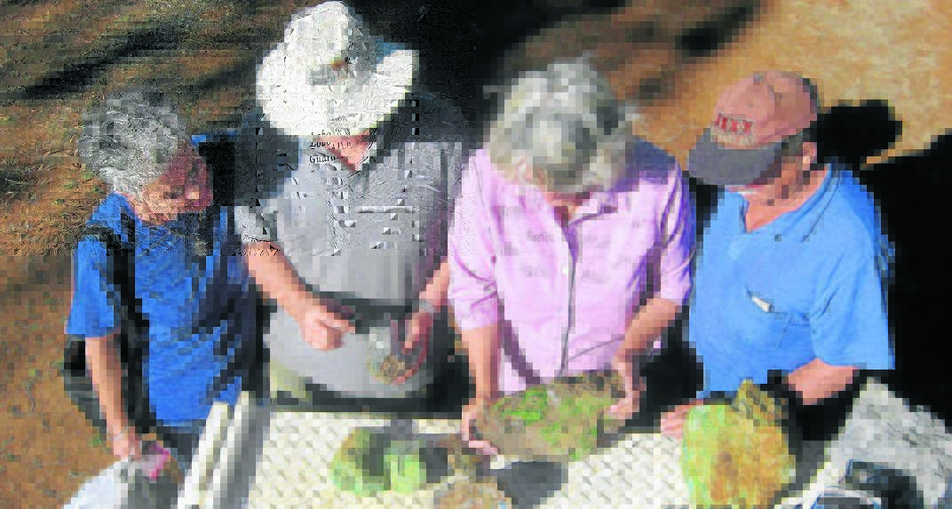 GREEN ROCK: Gem fossickers at a past Rockhana in Cloncurry. Photo: file
