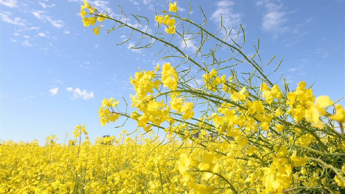 Study points to canola-Alzheimer's link