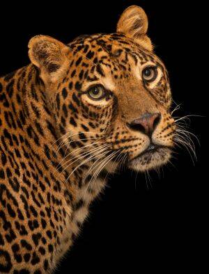 Endangered African leopard, Panthera pardus pardus, at the Houston Zoo.  Photo: Joel Sartore, National Geographic Photo Ark
