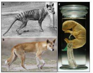 This image, from Associate Professor Andrew Pask's paper, shows similarities between the Tasmanian tiger and a dingo. On the right is the juvenile specimen from which the DNA was extracted. Photo: Nature Ecology & Evolution