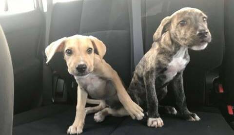 UPDATE: A police staff member adopted the light brown puppy on Wednesday while the brindle pup is yet to find his forever home.
