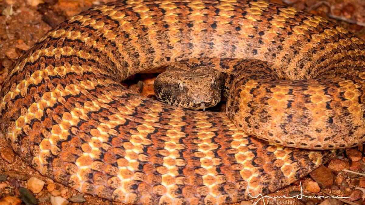 Common snakes found in the Mount Isa region