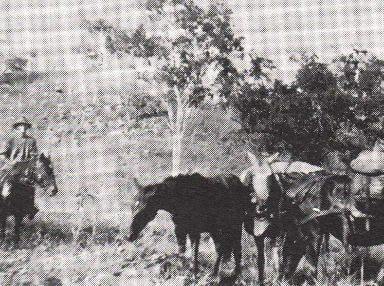 Photo #2                                              Mail Change – exchanging horses – Macarthur River (NT) enroute to Camooweal      ca   1907
