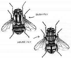 Pests: House and Bush flies of the outback.Photos courtesy of MIMAG.