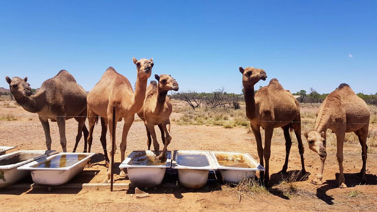 Carly Leask's photo of these Camels taking a drink and a break from the heat in the North West.  Picture: Supplied. 