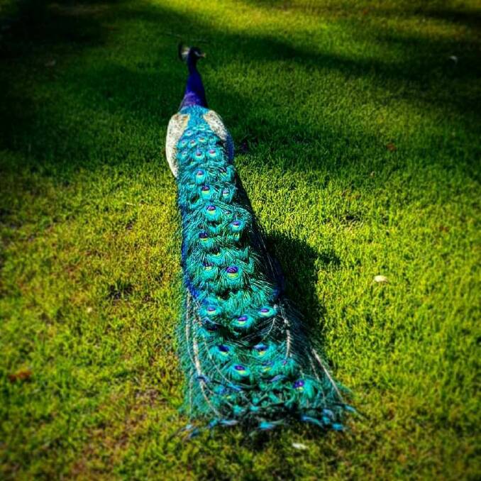 TAIL FEATHERS: Damian Bergmann's photo of this gorgeous peacock was taken about two months ago out at the Lake, showing off the brillant blues and greens in it's tail feathers.
Picture: Supplied. 
