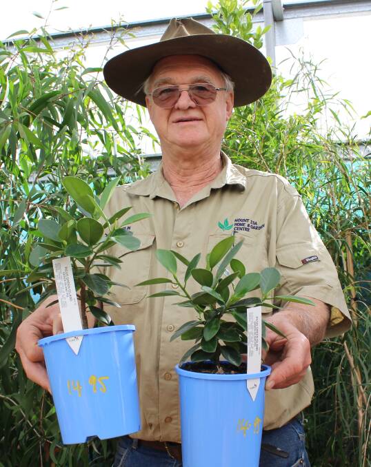 NATIONAL TREE DAY: Mount Isa Home and Garden Centre owner Merlin Manners is ready to assist locals with their plant purchases. Photo: Samantha Walton.