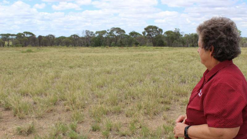 CLOSER: Flinders Shire Council Mayor Jane McNamara overlooks the proposed site for the Hughenden meat processing plant. Photo: Samantha Walton.