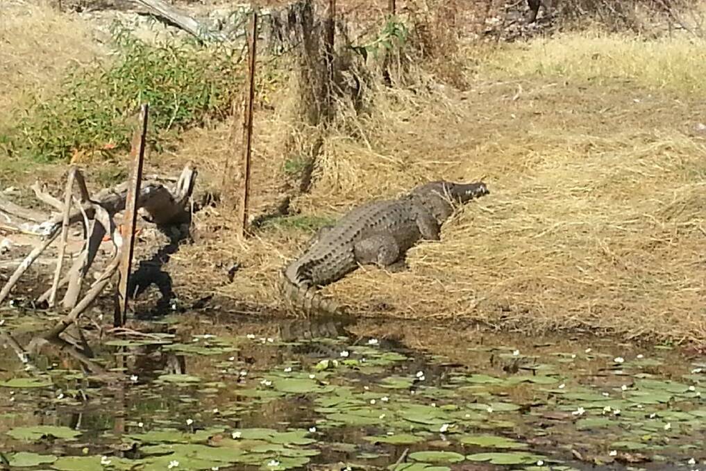 WOW: Large fresh water crocodile at Lake Moondarra is expected to be a male and over two metres long. Photo supplied.