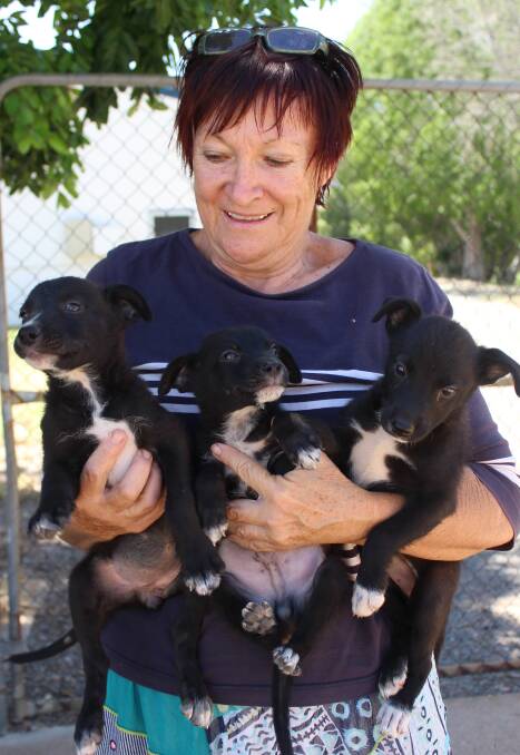 Need a hero: Sue with three of the puppies that were rescued from Lake Moondarra road in January. Photo: Samantha Walton.