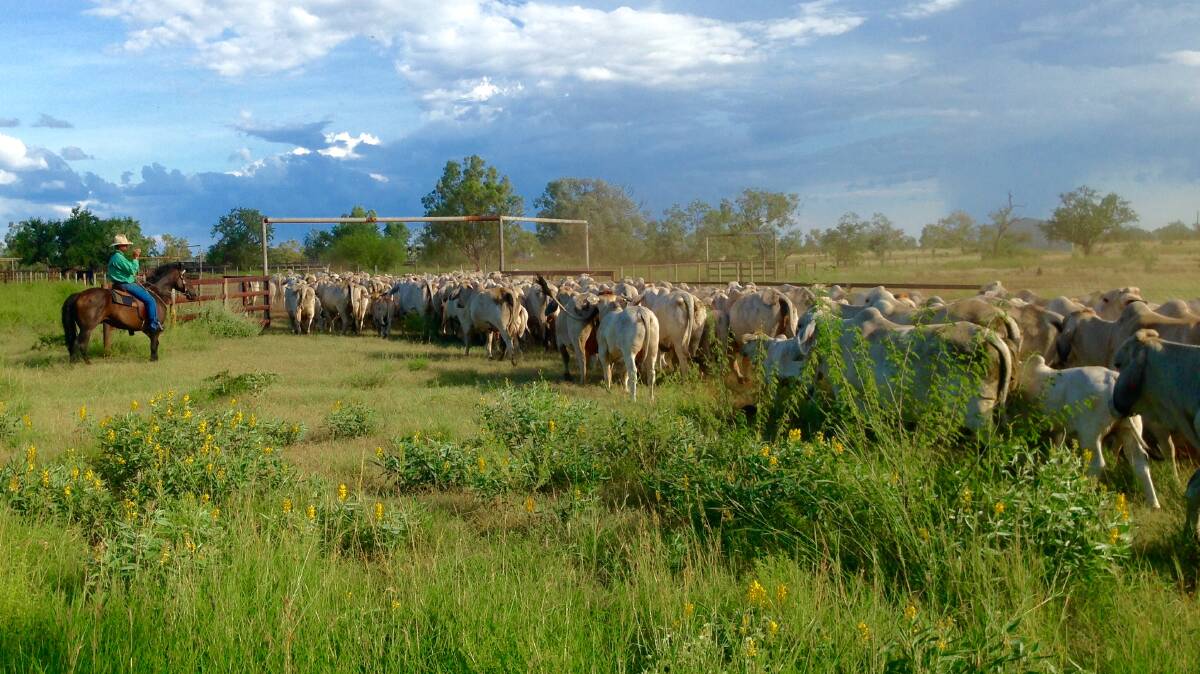 GREEN: Gipsy Plains Brahmans located 62 kilometres north of Cloncurry has started mustering for the season. Photo: Jacqueline Curley.
