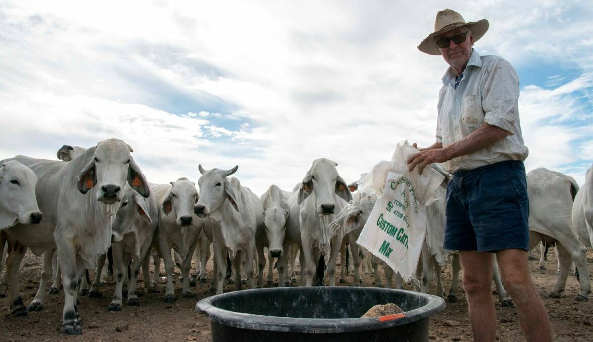 BRAHMANS: Robert Curley puts out some lick for his cattle at Gispy Plains, Cloncurry. Photo: Jacqueline Curley.