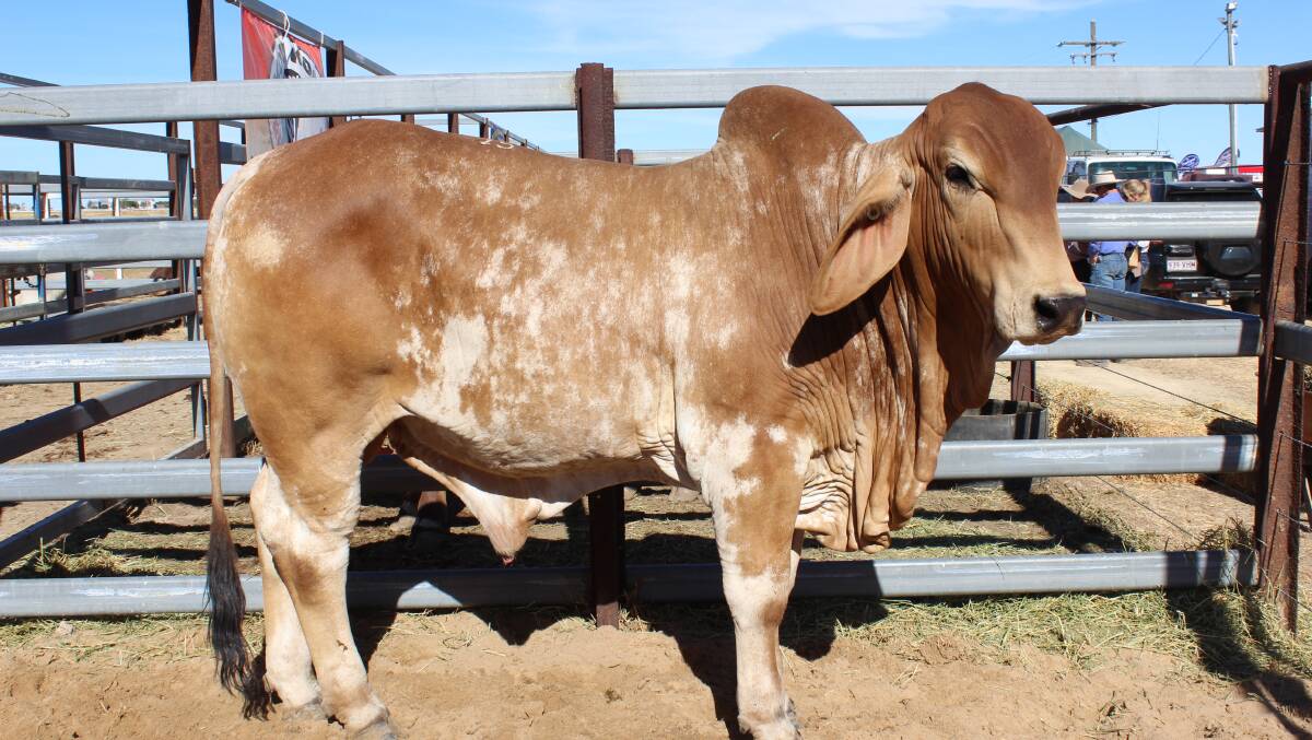 Koon Kool Pastoral Company’s 4619 topped the Richmond Bull Sale selling to Peter and Olivia Price, Hillview Station, Hughenden for $8000. Photo: Samantha Walton.