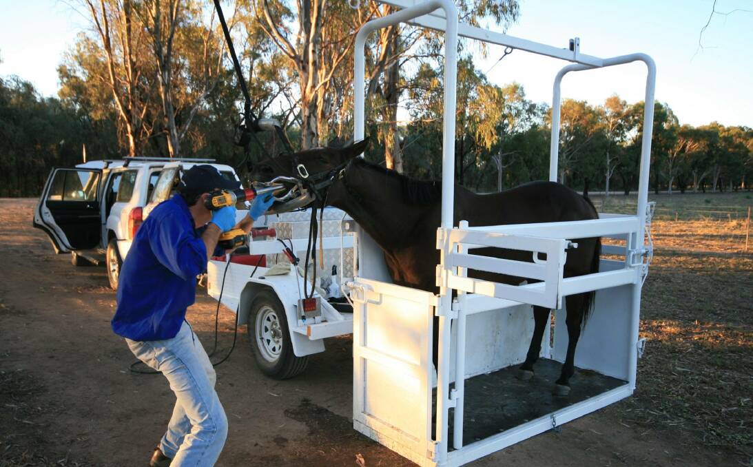 ANIMAL WELFARE: North Australian Veterinary Group performs horse dental on farm. It is on the road to Julia Creek on Wednesday. Photo: Supplied