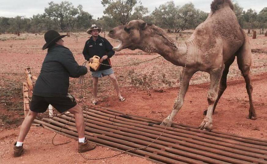 RESCUE SQUAD: Station hands Kye Willis and Eddie Campbell, assisted a camel after it found itself stuck in a cattle grid. Photo supplied.