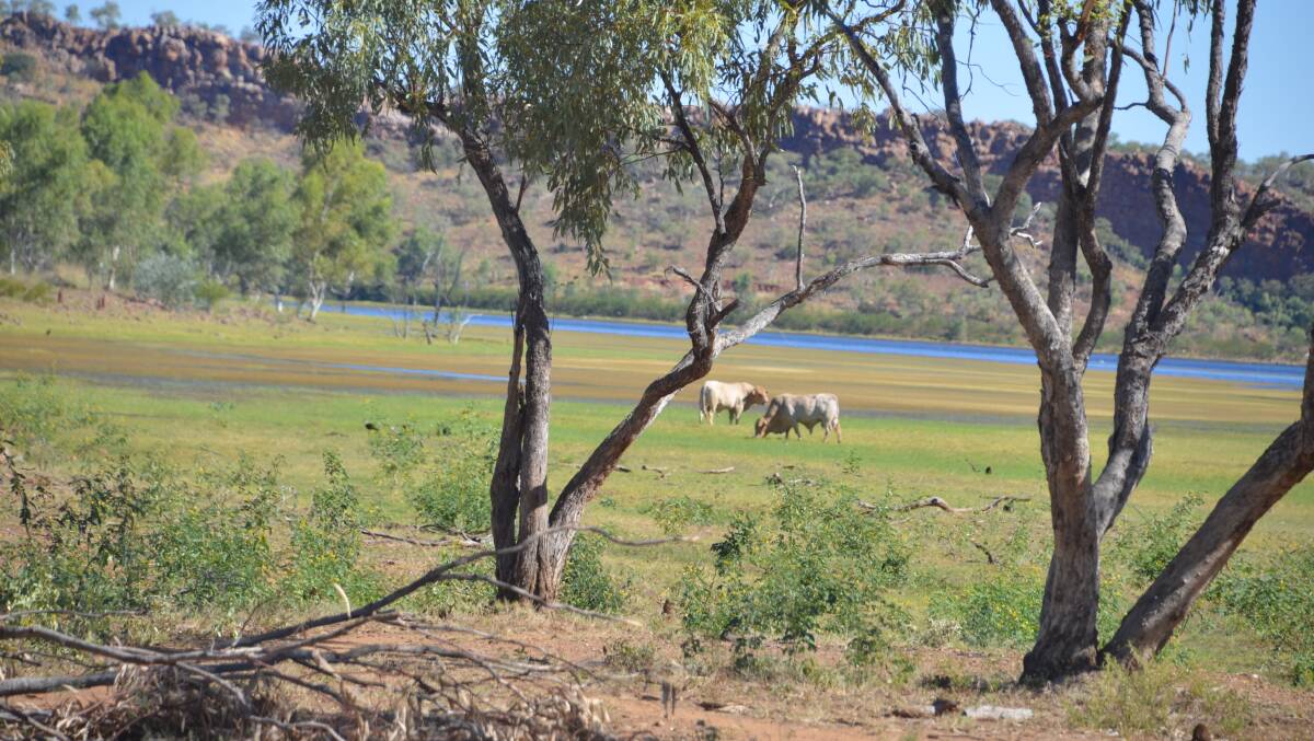 BUCOLIC: A peaceful pastoral scene on the far side of Lake Moondarra on Sunday afternoon. Photo: Derek Barry