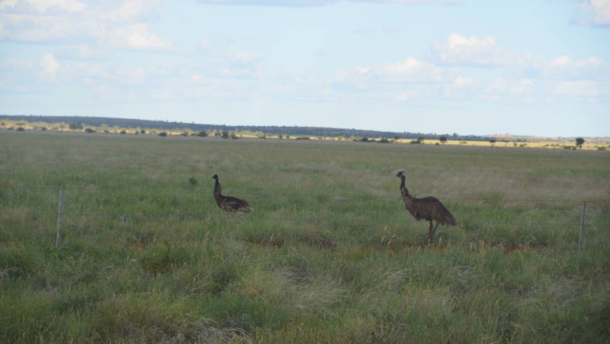 BIRDS OF A FEATHER: A pair of emus enjoy the green grass in a field near the road between Mount Isa and Boulia. Photo: Derek Barry