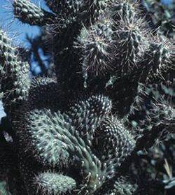Coral cactus.