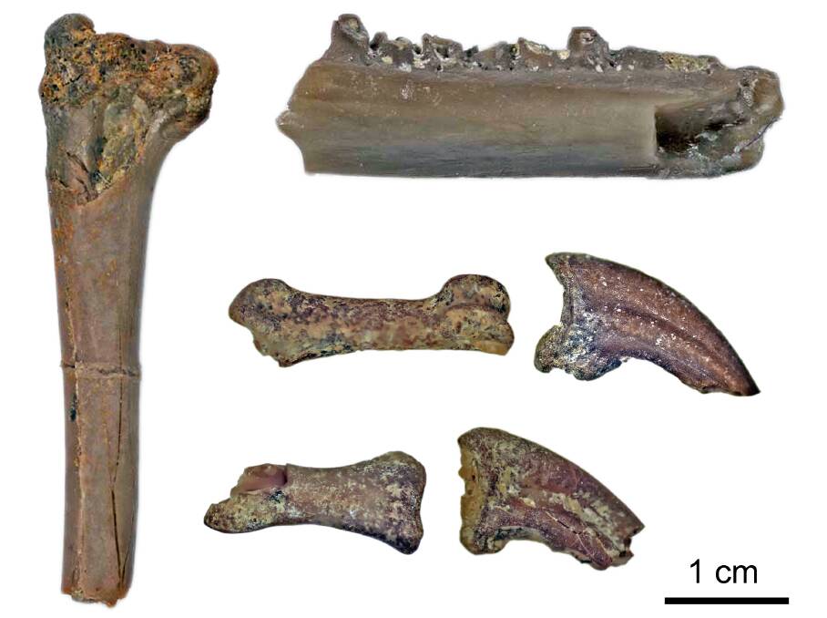 Bones from Nanantius eos.
