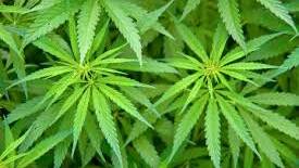 QH warn about cannabis