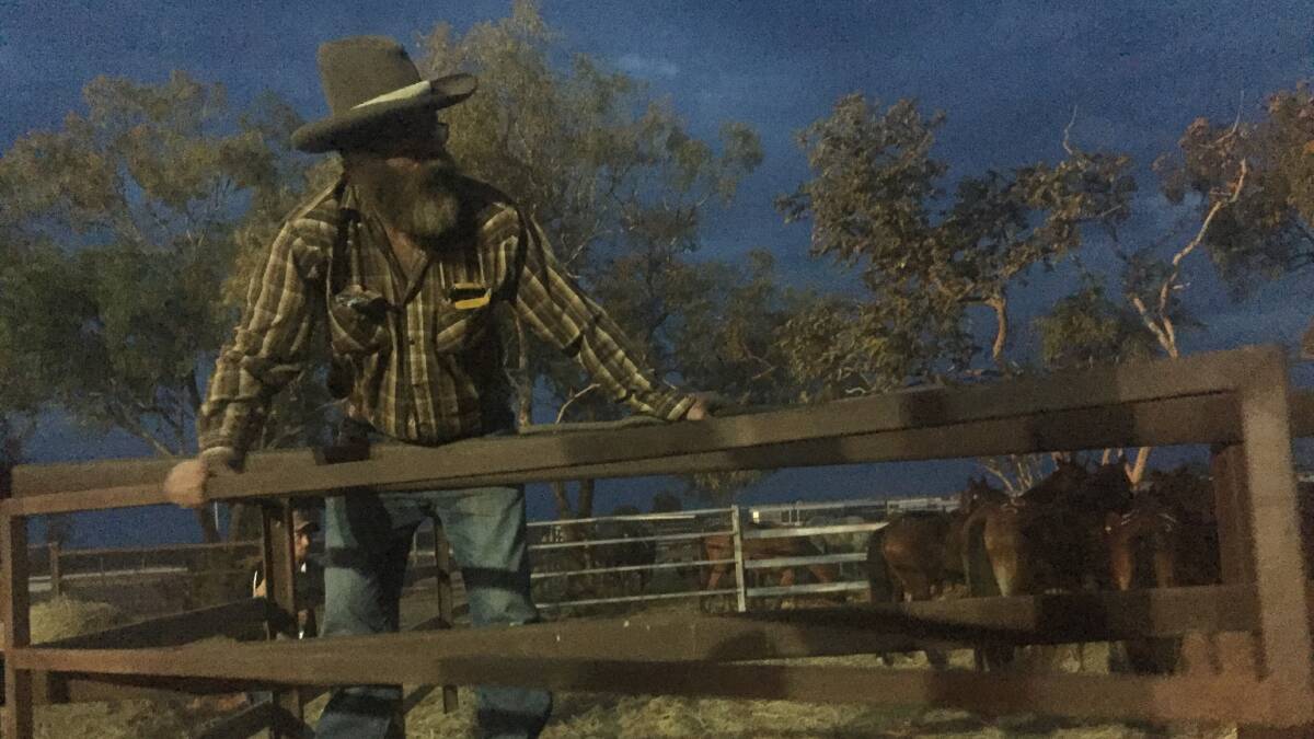 Warren Bethel drafts his bulls at Normanton Rodeo.