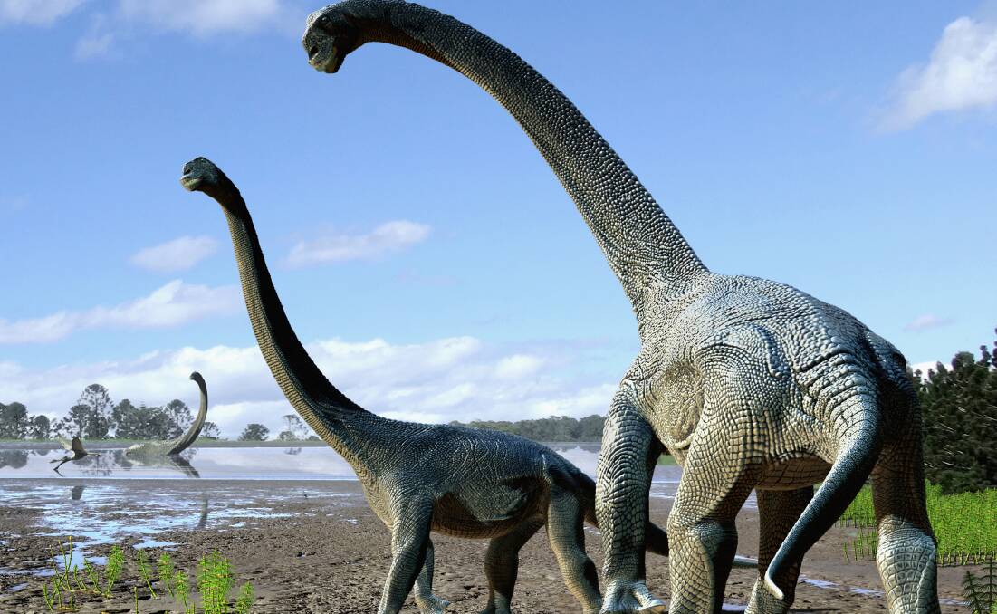 BIG ONE: An artist's impression of the newly named Savannasaurus elliottorum featured in our page 4 story. (reconstruction by Travis R Tischler)