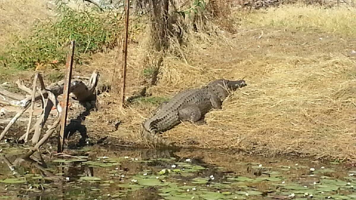 BIG FELLA: This large croc seen at Lake Moondarra has ruined our poor editor's idea of a carefree walk  around the lake.