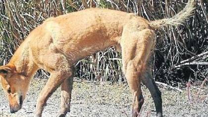 Mount Isa City Council is conducting wild dog baiting in October.