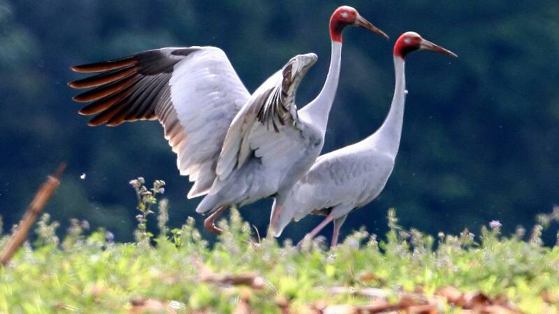 The Southern Gulf NRM Sarus Crane award is named for the beautiful migrating bird that breeds in our region.