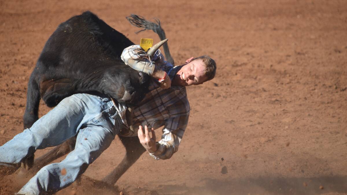 Glen Lafoe gets to grips with his beast in the steer wrestling.