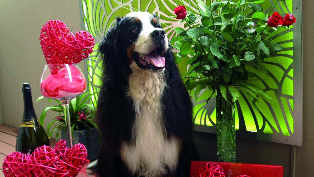 Don’t smother your pup this Valentine’s Day