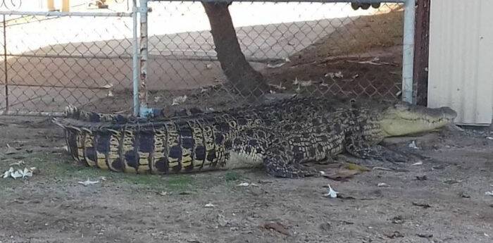 BIG BOY: This crocodile ended up in a Karumba yard early on New Year's Eve. (Supplied: Queensland Police Service)
