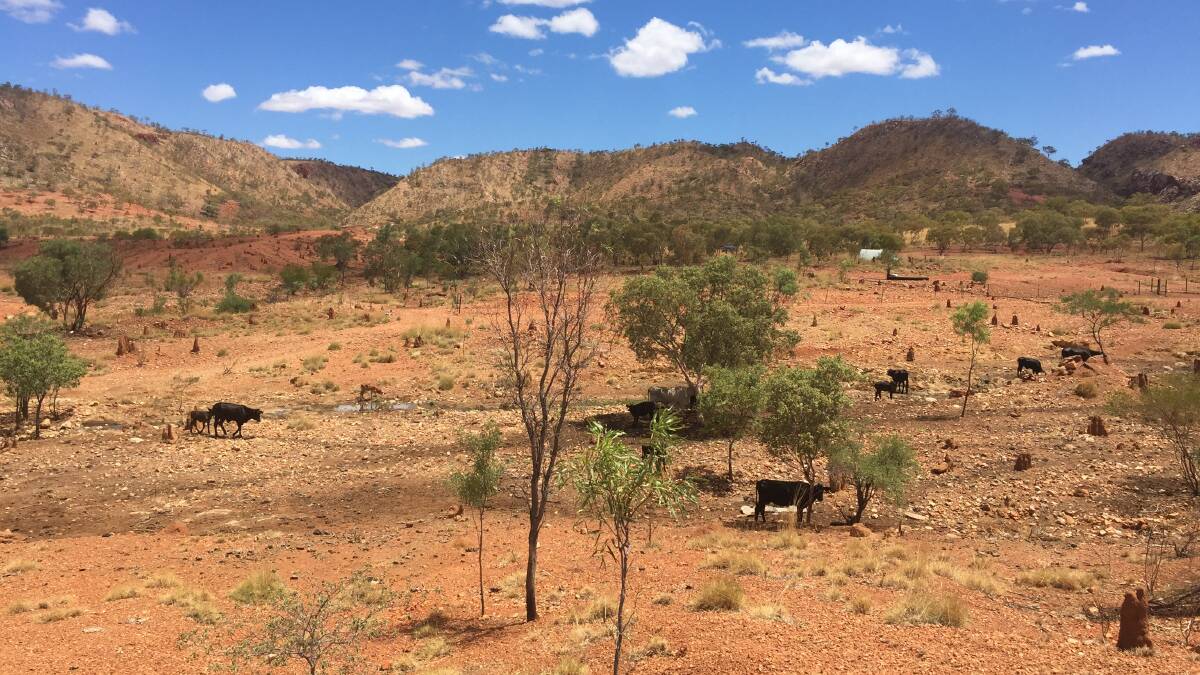 TOUGH TIMES: Cattle search for feed wherever they can as the drought conditions continue in the North West. Photo: Derek Barry