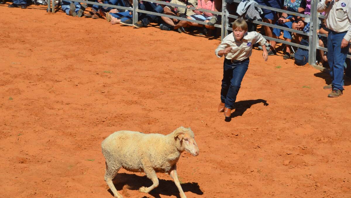 LAMB SHANK: This was the first year they brought sheep tagging into the Boulia Camel Races to get the younger audience involved. Photo: Derek Barry