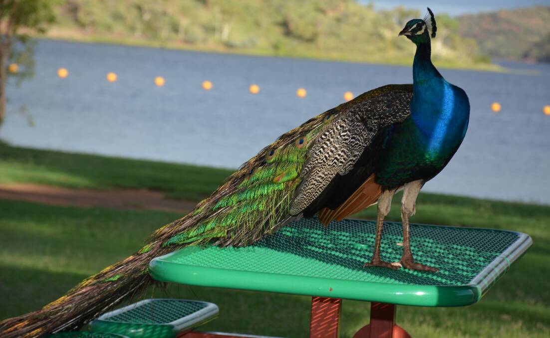 SWAN LAKE: Chris Burns snapped the beautiful colours of this compliant peacock at Lake Moondarra on the weekend while testing out a new external flash on his camera.