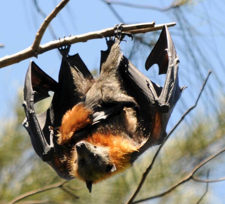 The LGAQ will lobby state and federal governments on the issue of flying foxes. Picture: Supplied