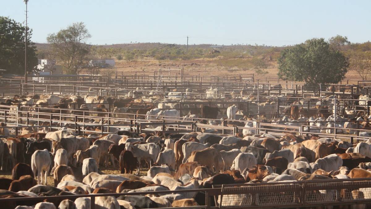 The Cloncurry Saleyards is set to be upgraded in November.