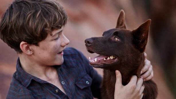 PREQUEL: Levi Millerplays Mick, a boy living on a Pilbara cattle station in the 1960s in Red Dog - True Blue, coming to cinemas on December 26.